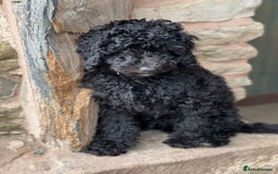 Mini Goldendoodle dogs for sale: Black miniature golden-doodle in Hereford - Image 29