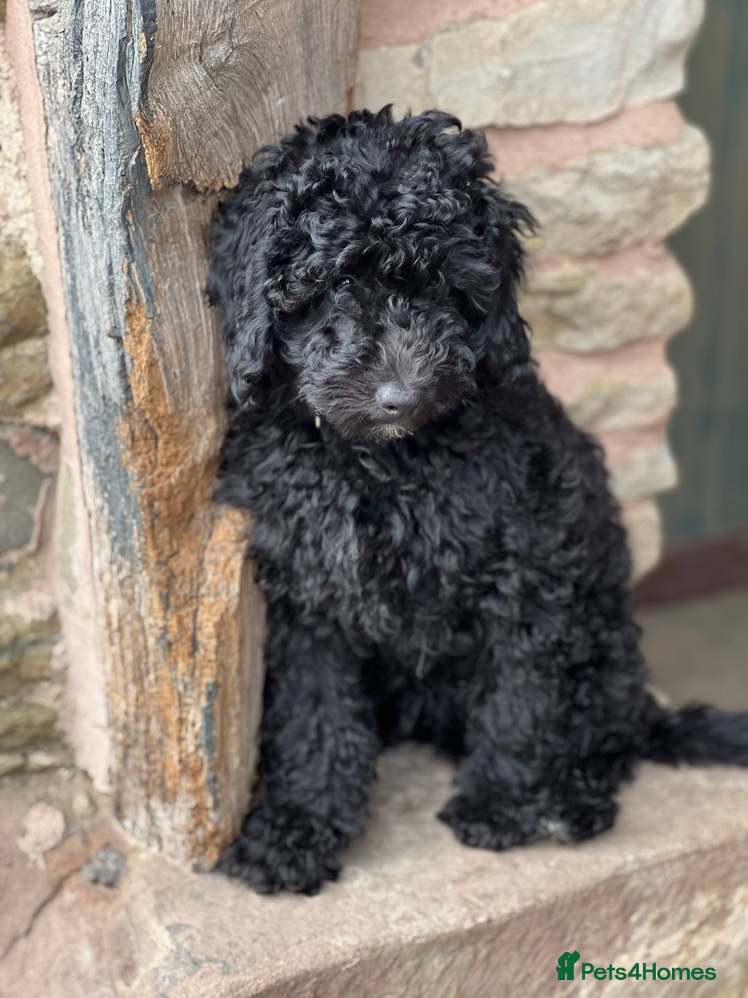 Mini Goldendoodle dogs for sale: Black miniature golden-doodle in Hereford - Image 29