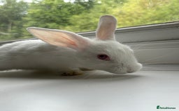 Mixed Breed rabbits for sale: Baby rabbits  in Cannock - Image 5