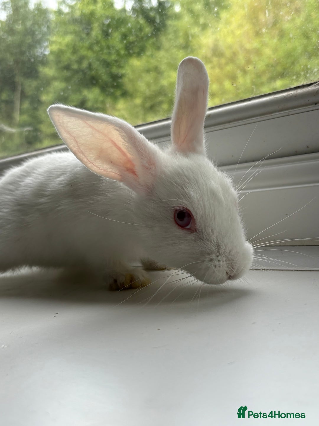 Mixed Breed rabbits for sale: Baby rabbits  in Cannock - Image 5