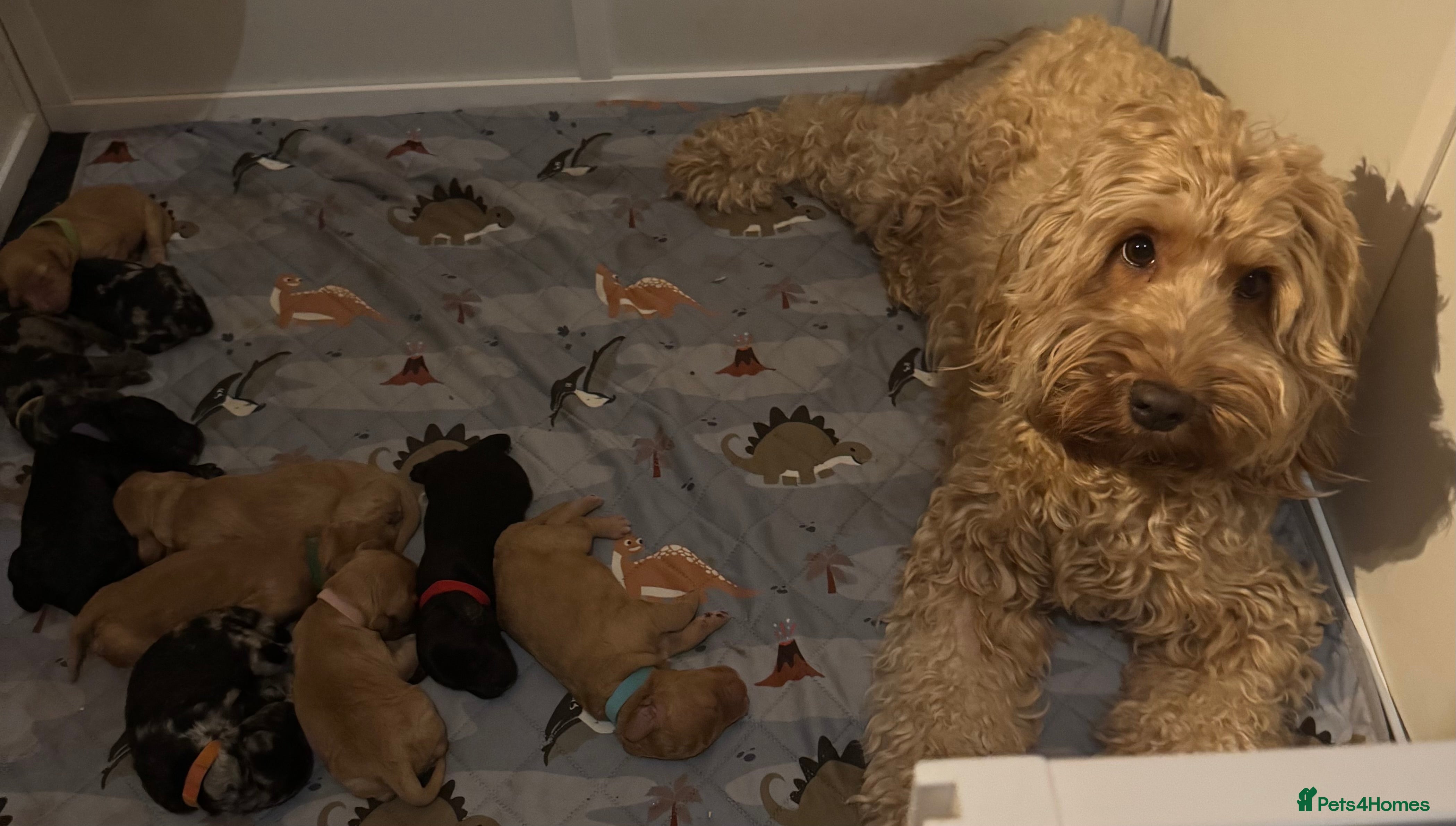 Cockapoo dogs Adorable F2 cockapoos - Advert 2