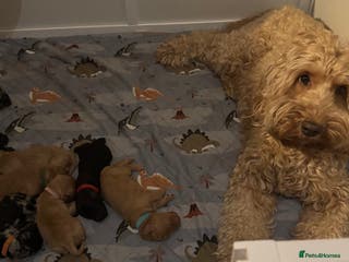 Cockapoo dogs Adorable F2 cockapoos - Advert 2