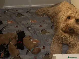 Cockapoo dogs Adorable cockapoos. Parents genetically tested. - Advert 10