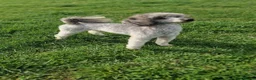 Miniature Poodle dogs for sale: Kc reg Miniture poodle - Advert 1
