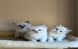 Ragdoll cats for sale: 5 beautiful GCCF Ragdoll kittens - Image 9