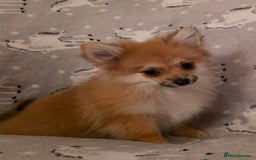 Pomchi dogs for sale: POMCHI PUPS - Image 5