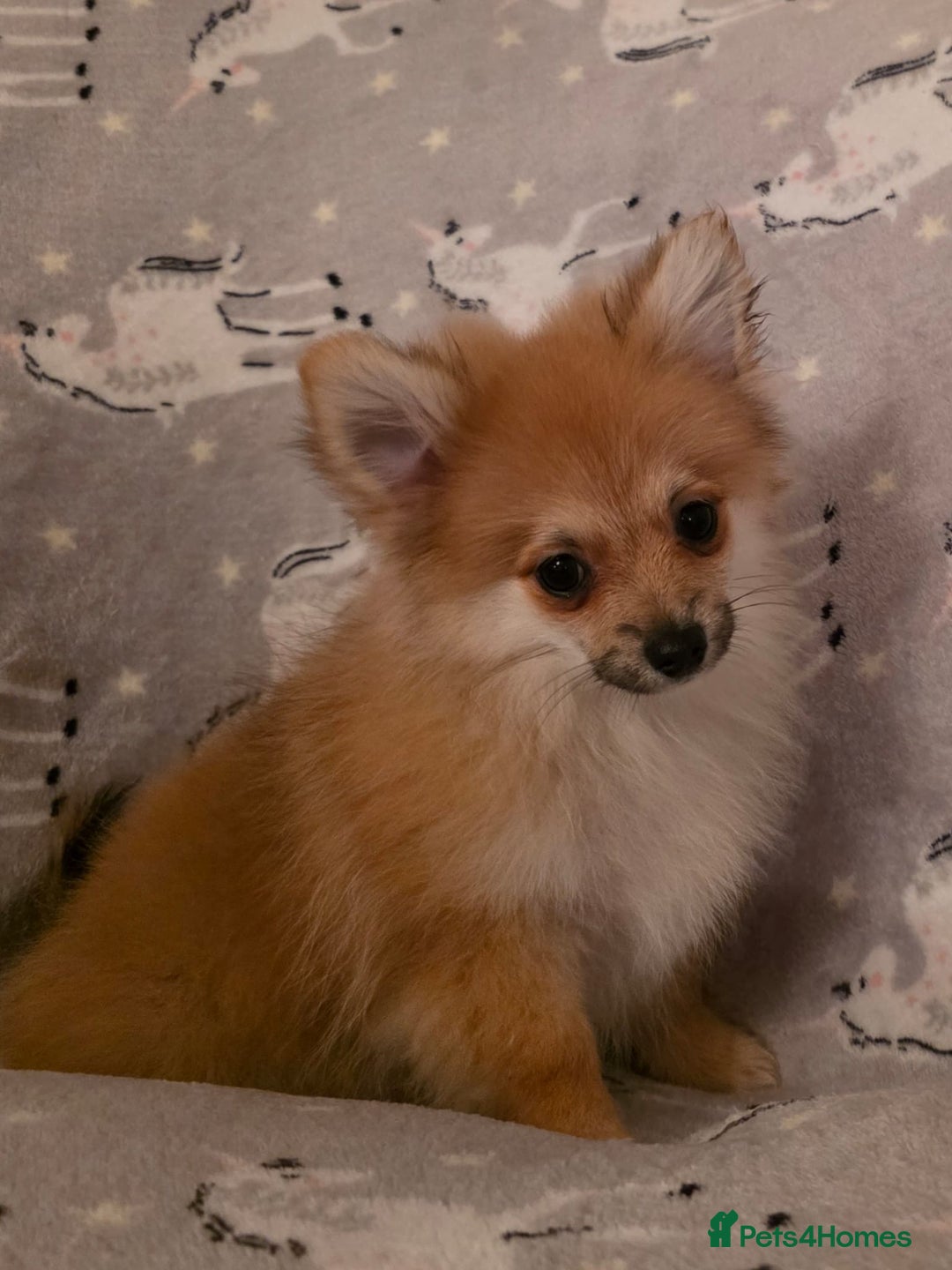 Pomchi dogs for sale: POMCHI PUPS - Image 5