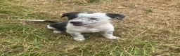 Border Collie dogs for sale: 7 well socialised puppies in Knighton - Advert 7