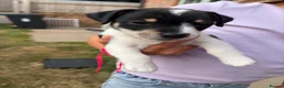 Jack Russell dogs for sale: Jack Russell Boys  in York - Advert 4