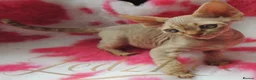 Devon Rex cats for sale: Beautiful Devon Rex Kittens For Sale - Advert 16