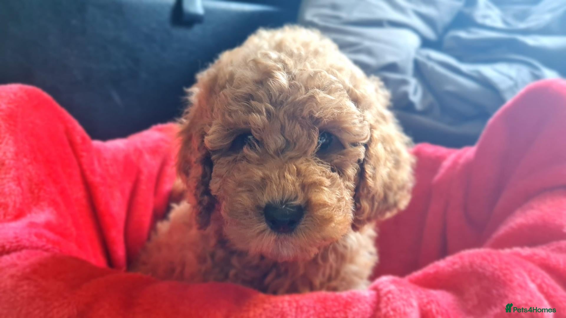 Cockapoo dogs 4 Adorable f1b cockerpoo pups 🐶  - Advert 2