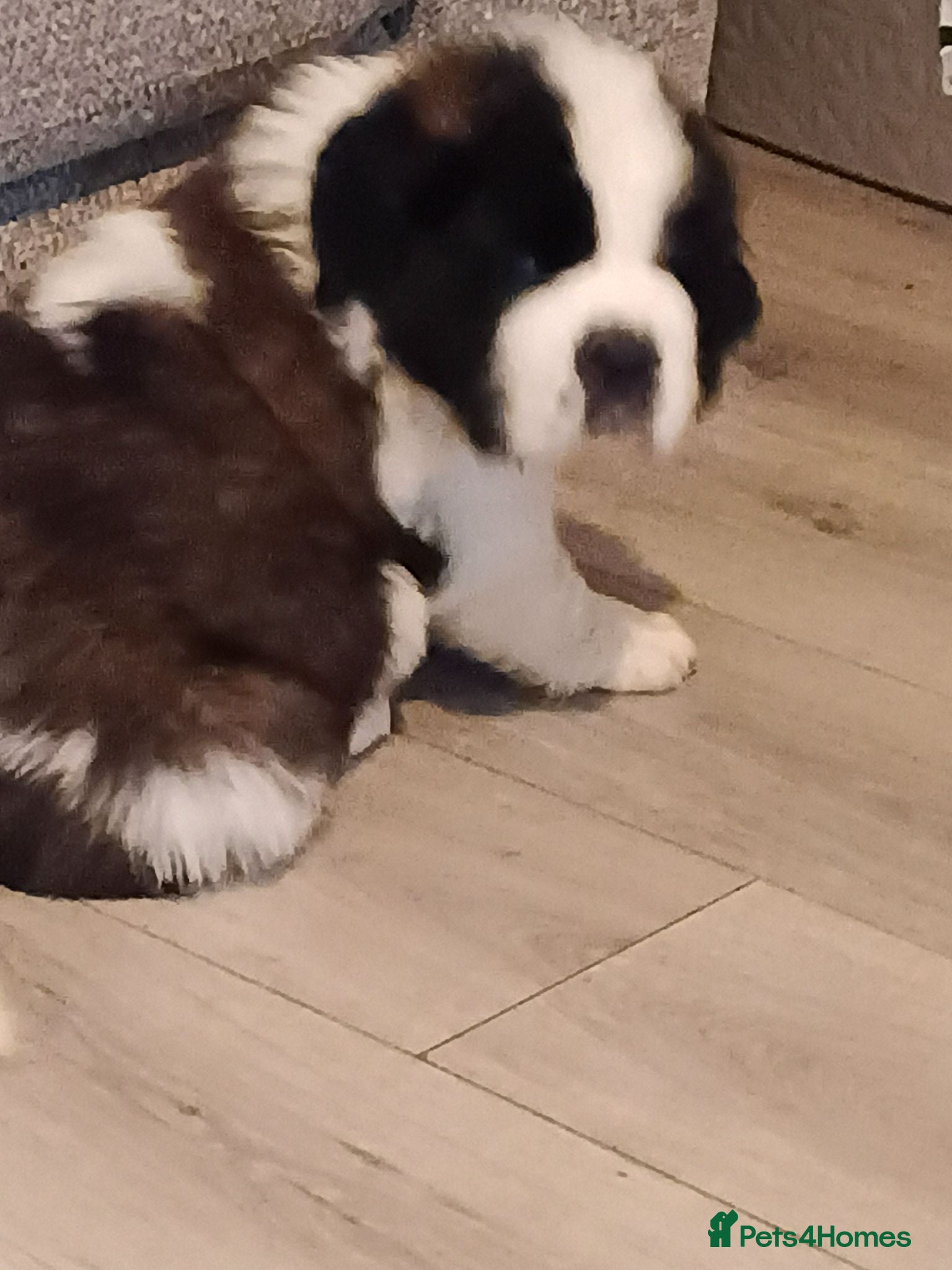 Saint Bernard dogs St Bernard kc registered puppies - Advert 2