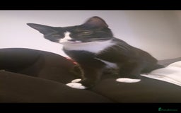 Maine Coon cats for sale: 3 cats looking for a loving home - Image 9