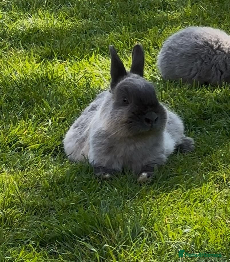Netherland Dwarf rabbits Gorgeous Netherland Dwarf rabbits - Advert 1