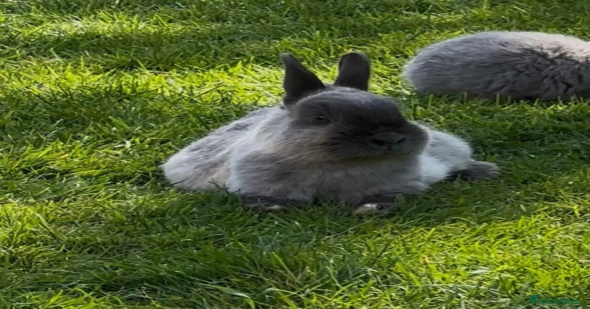 Netherland Dwarf Rabbits for Sale for sale in Colchester, Essex ...