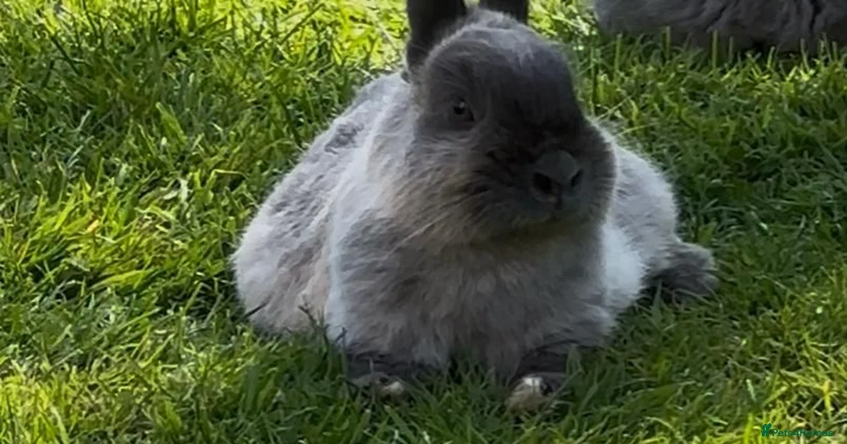 Netherland Dwarf Rabbits for Sale for sale in Colchester, Essex ...