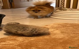 Pomeranian dogs for sale: Kc Registered Pomeranian Pups - Image 4