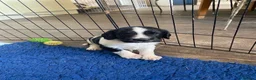 English Springer Spaniel dogs for sale: Working English Springer Spaniel Puppies - Advert 6