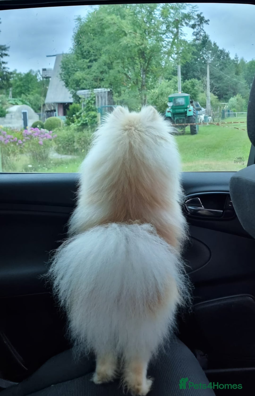 Pomeranian dogs for stud: KC Stunning coat Cream boy for stud  in Borehamwood - Advert 11