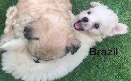 Malshi dogs for sale: Malshi puppy’s  - Image 3