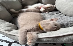 British Shorthair cats for sale: British Shorthair Champion Line kittens 🏆🥇😻 - Image 2