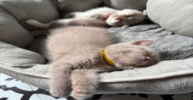 British Shorthair cats - Advert 4