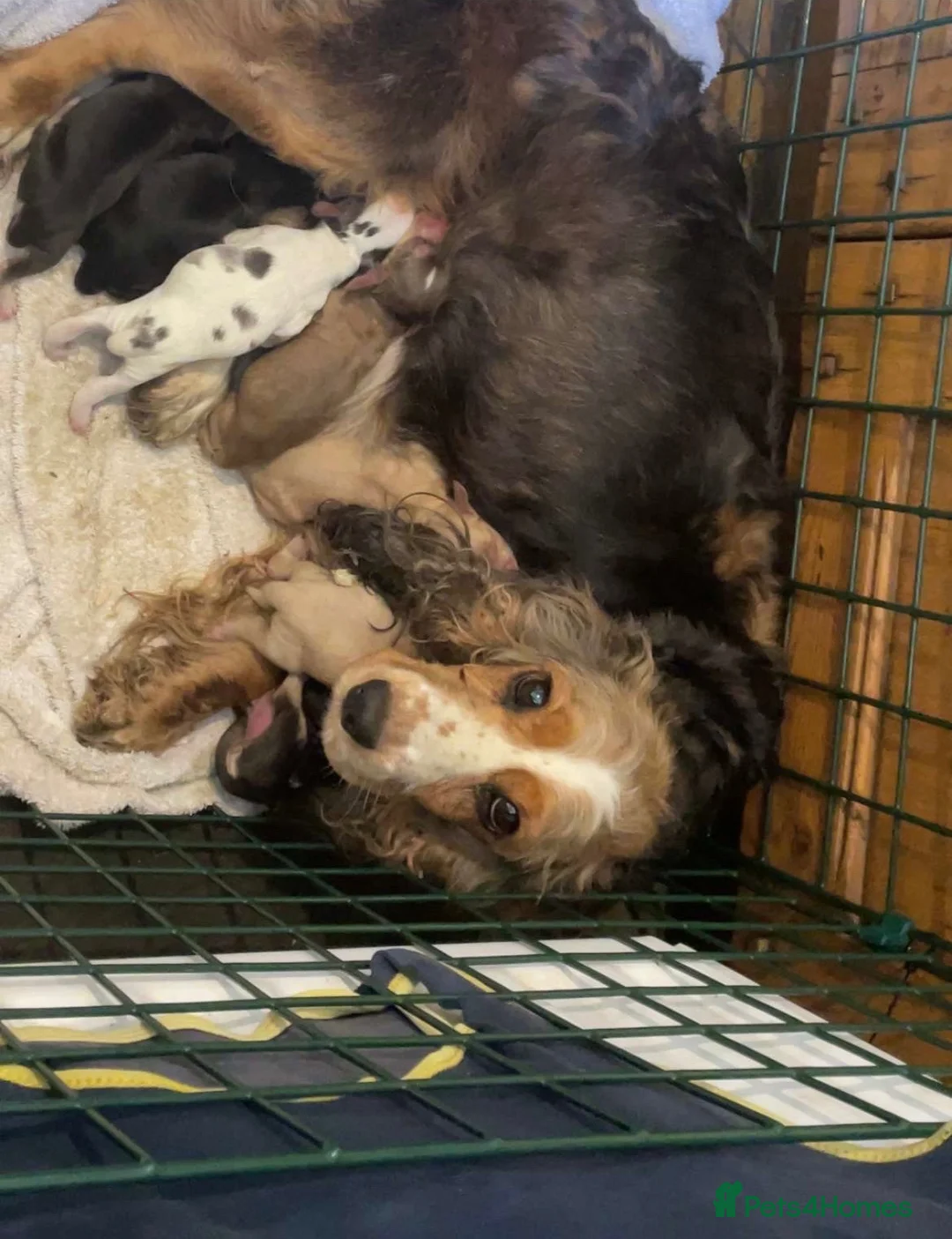 Cocker Spaniel dogs for sale: beautiful show cocker spaniel puppies  - Advert 1
