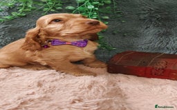 Cocker Spaniel dogs for sale: 🔥LAST TWO BOYS LEFT!🔥 KC SHOW COCKER SPANIEL  - Image 6