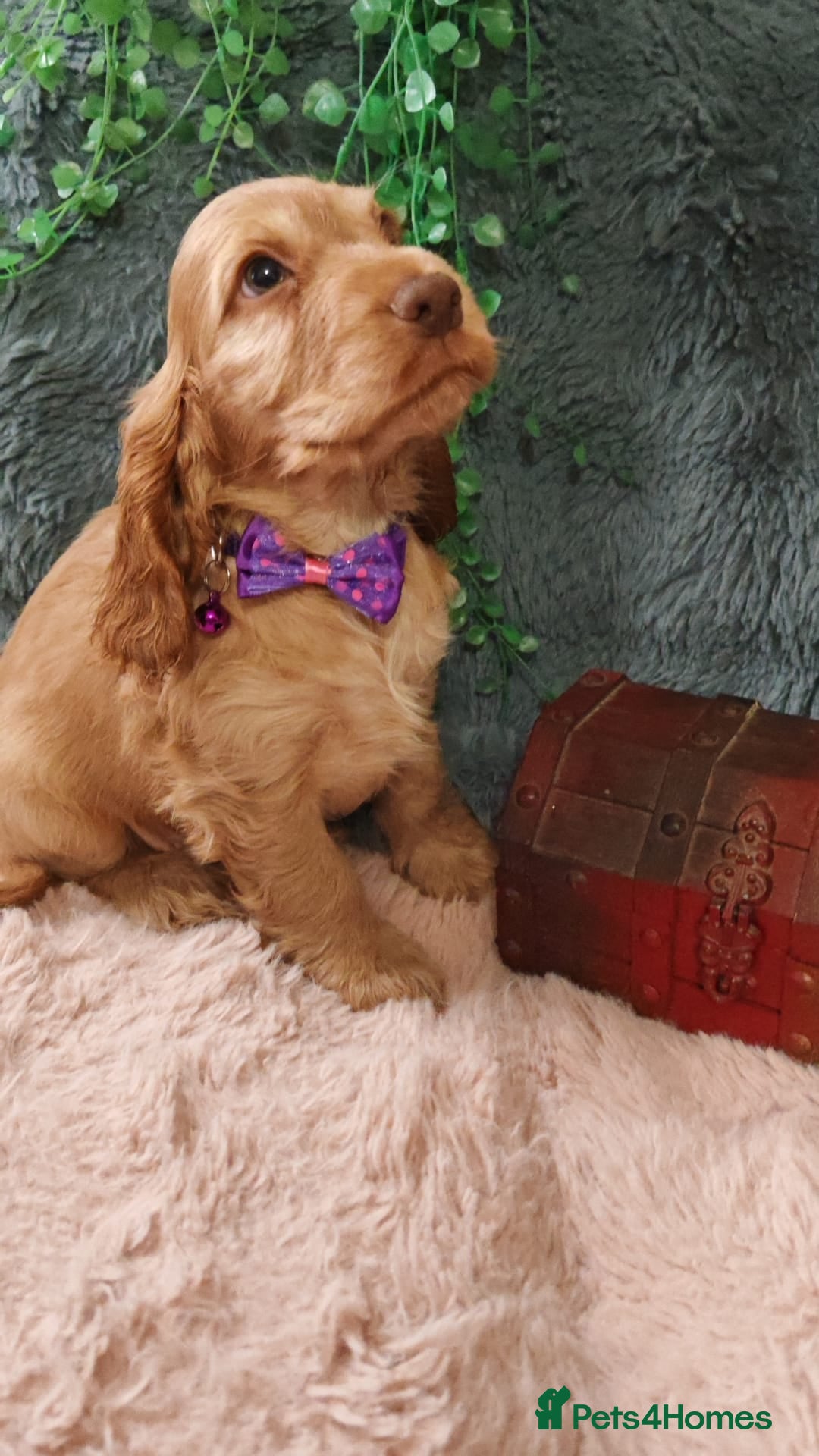 Cocker Spaniel dogs for sale: 🔥LAST TWO BOYS LEFT!🔥 KC SHOW COCKER SPANIEL  - Image 6