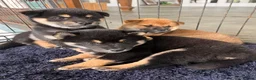 Japanese Shiba Inu dogs for sale: 3 beautiful Shiba puppies  - Advert 10
