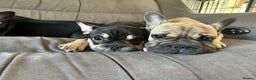 French Bulldog dogs for sale: 3 French Bulldog Pups - Advert 6
