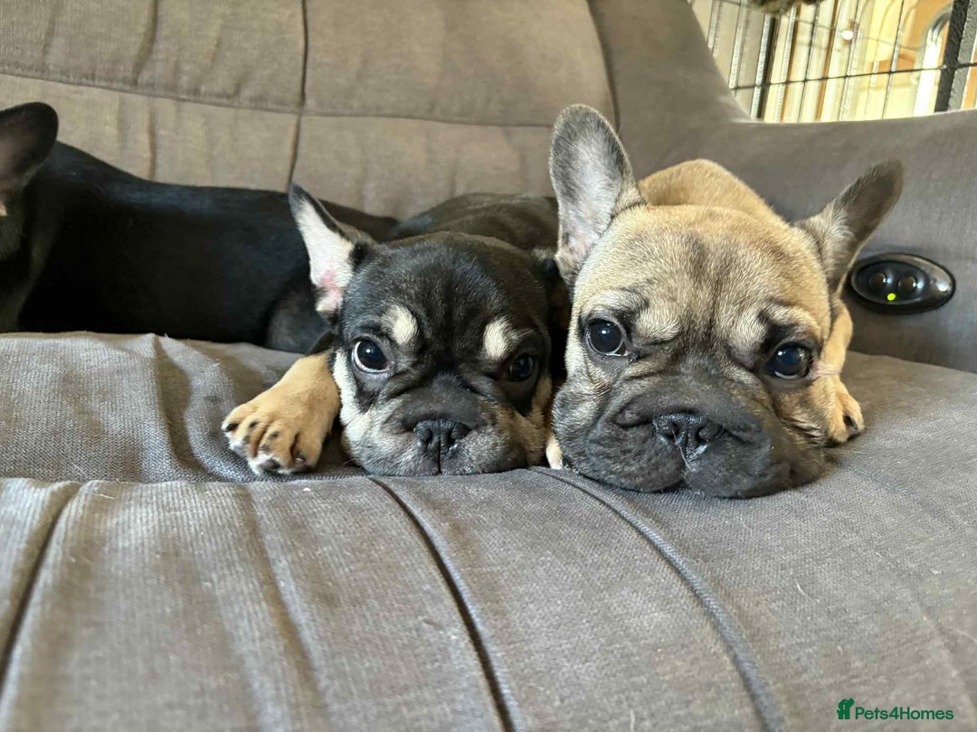 French Bulldog dogs for sale: 3 French Bulldog Pups - Advert 6