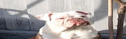 Olde English Bulldogge dogs for sale: Old English bulldog  in Barry - Advert 19