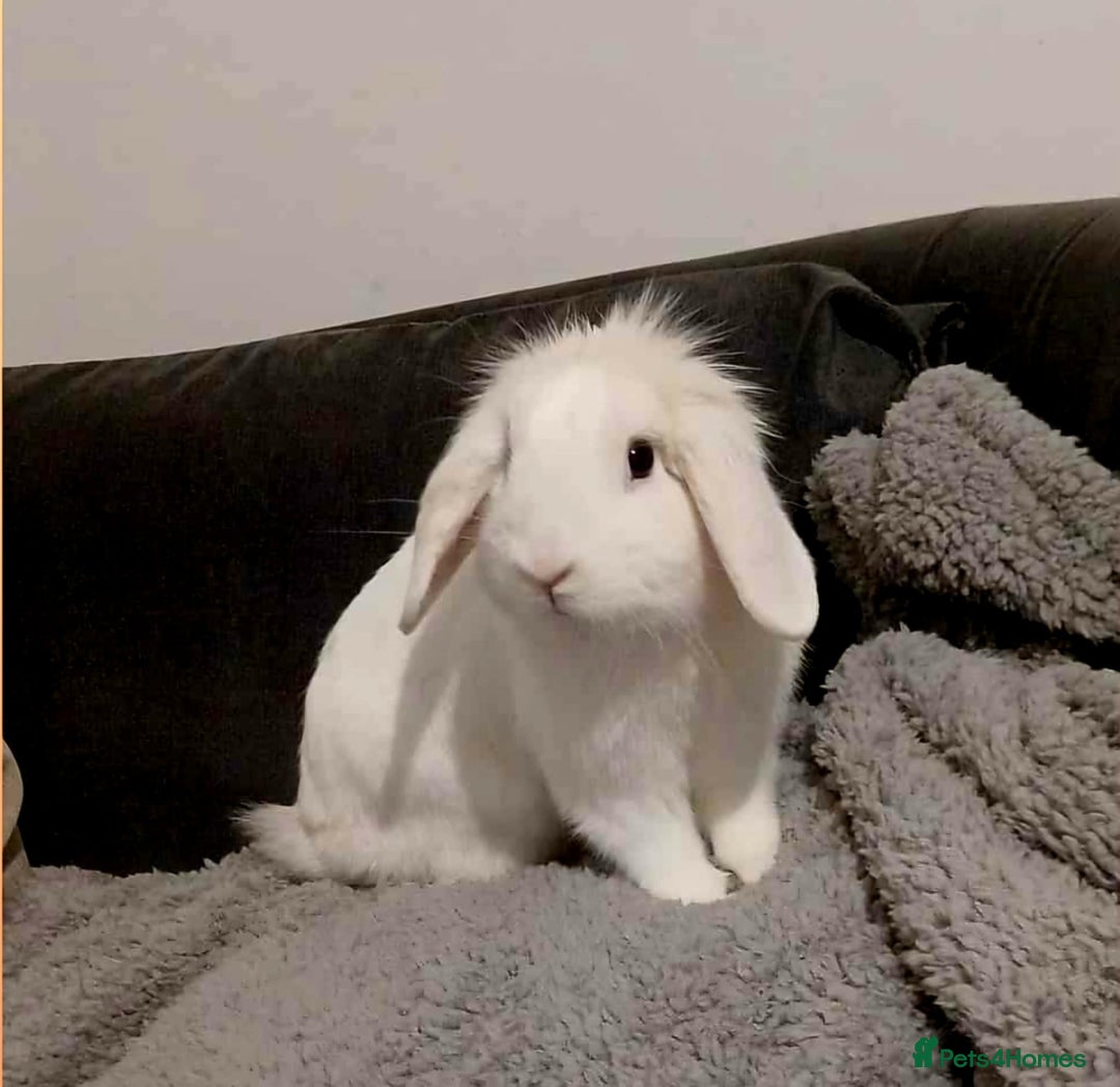 Mini Lion Lop rabbits for sale: Mini lion lop buck  - Advert 1