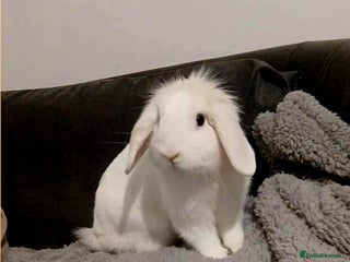 Mini Lion Lop rabbits Mini lion lop buck - Advert 2