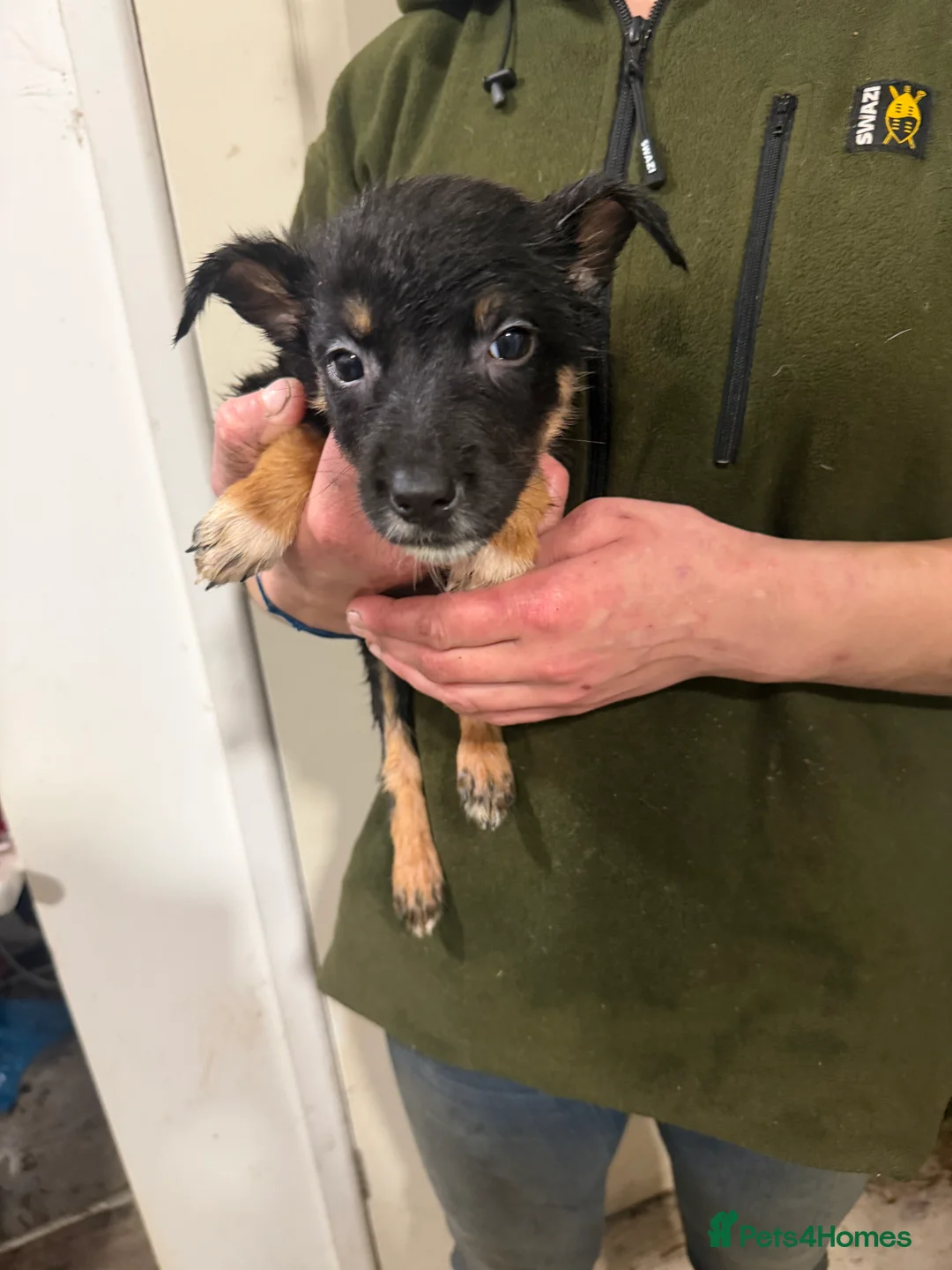 Mixed Breed dogs for sale: Beautiful Huntaway x Collie puppy’s  - Advert 6