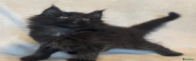 Maine Coon 5