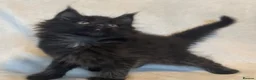 Maine Coon cats for sale: Stunning TICA Maine Coon Kittens active possible  - Advert 34