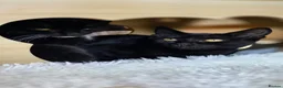 Mixed Breed cats for adoption: Rescue kittens need home to share - Advert 4