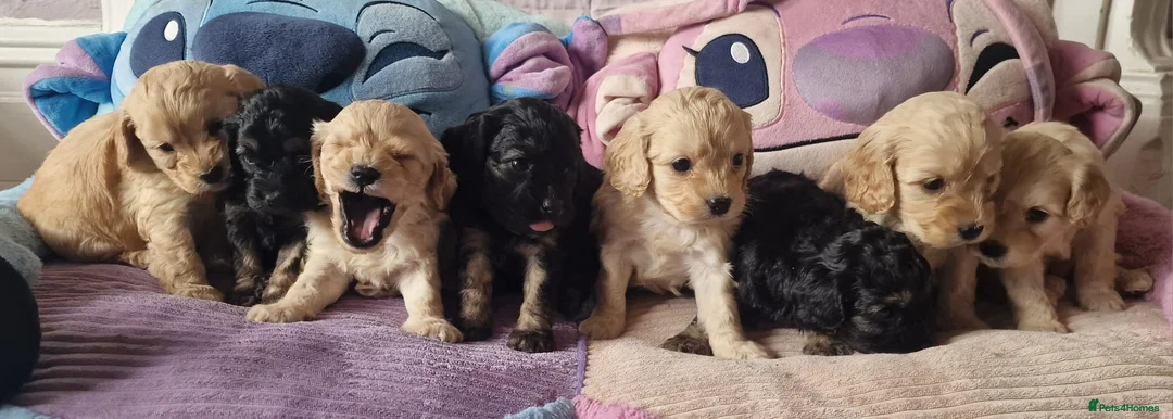 Cavapoo dogs for sale: Beautiful Champagne and Black Tan Cavapoo Pups in Preston - Advert 1