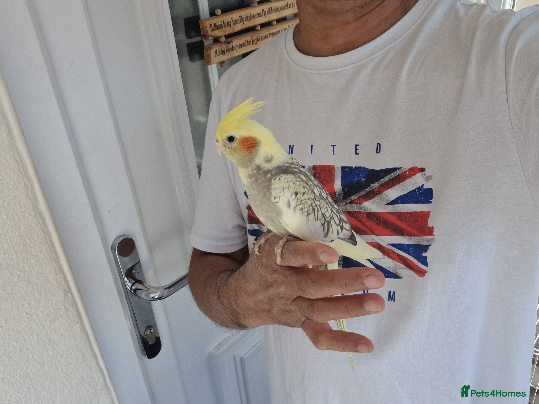 Cockatiels birds Super Silly hand tamed baby cockatiel - Advert 17