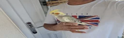 Cockatiels birds for sale: Super Silly hand tamed baby cockatiel - Advert 8