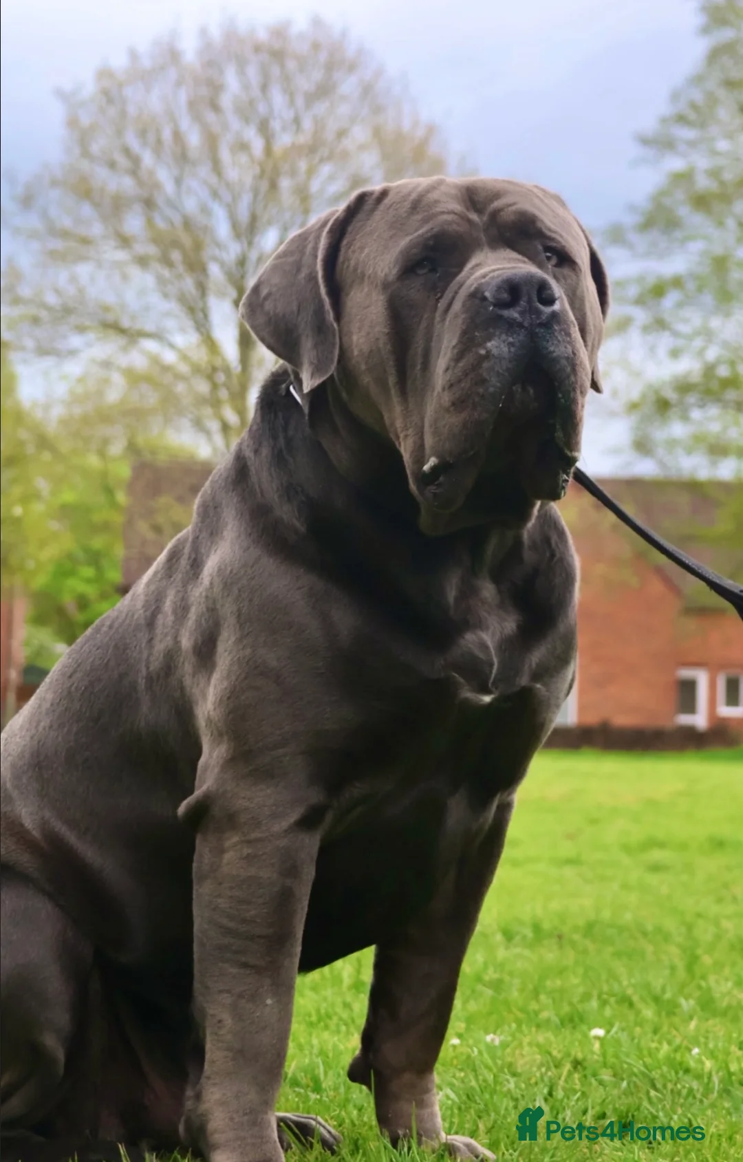 Boerboel dogs for stud: Imperial Health Tested & Champion Stud in Eastleigh - Advert 19