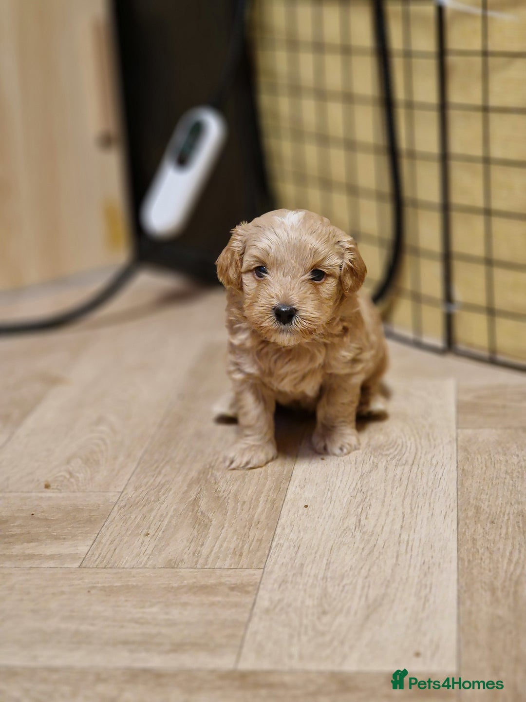 Maltipoo dogs for sale: Maltipoo  - Advert 2