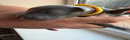 Whippet dogs for sale: Beautiful whippet puppies - Advert 25