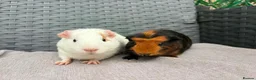 Guinea Pig rodents for sale: Sows and Trio of Boars  - Advert 13