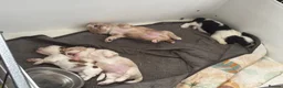 Mixed Breed dogs for sale:     Lhasa Cross Puppies Ready for Forever Homes - Advert 17