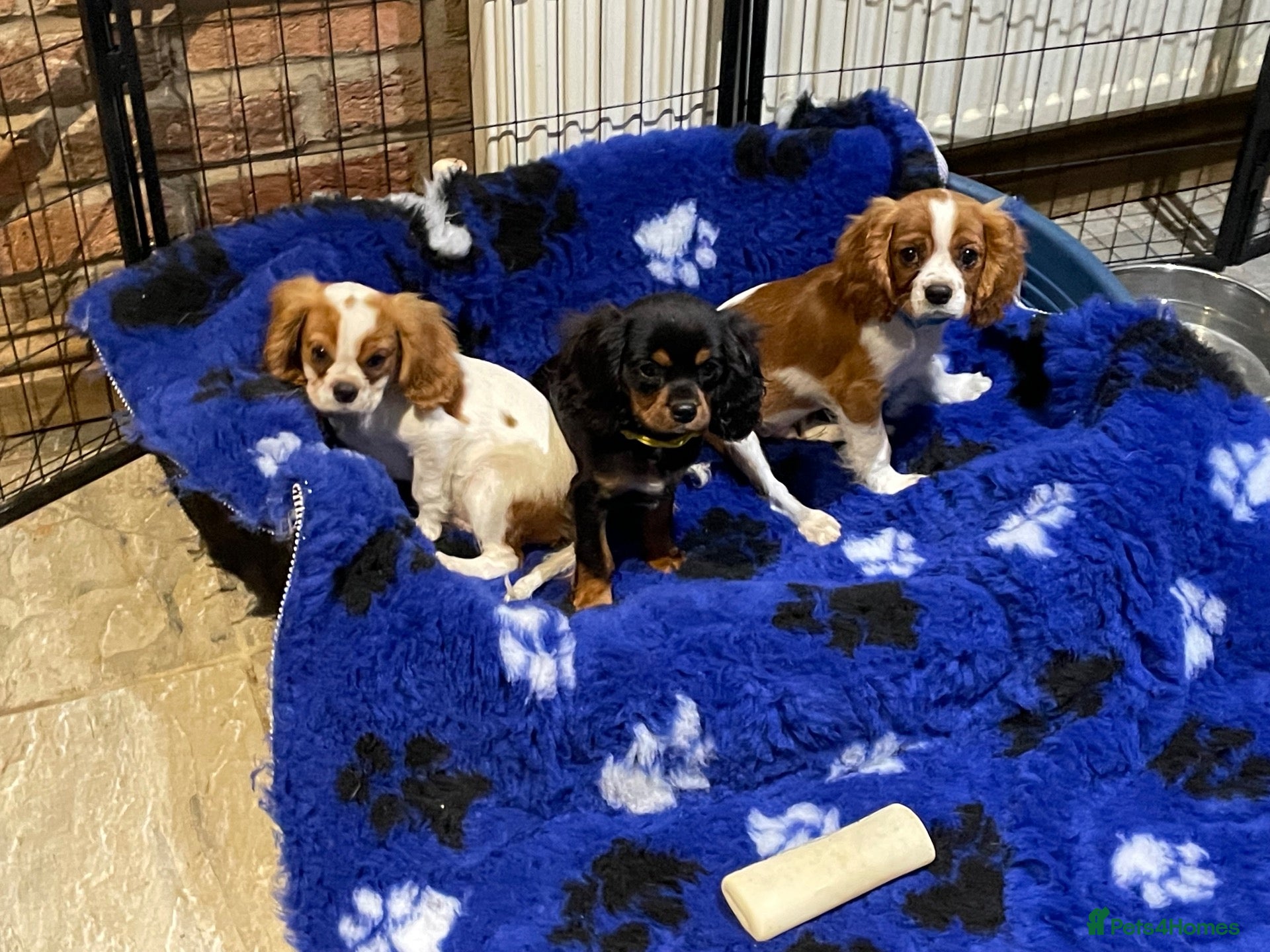 Cavalier King Charles Spaniel dogs Cavalier King Charles puppies - Advert 2