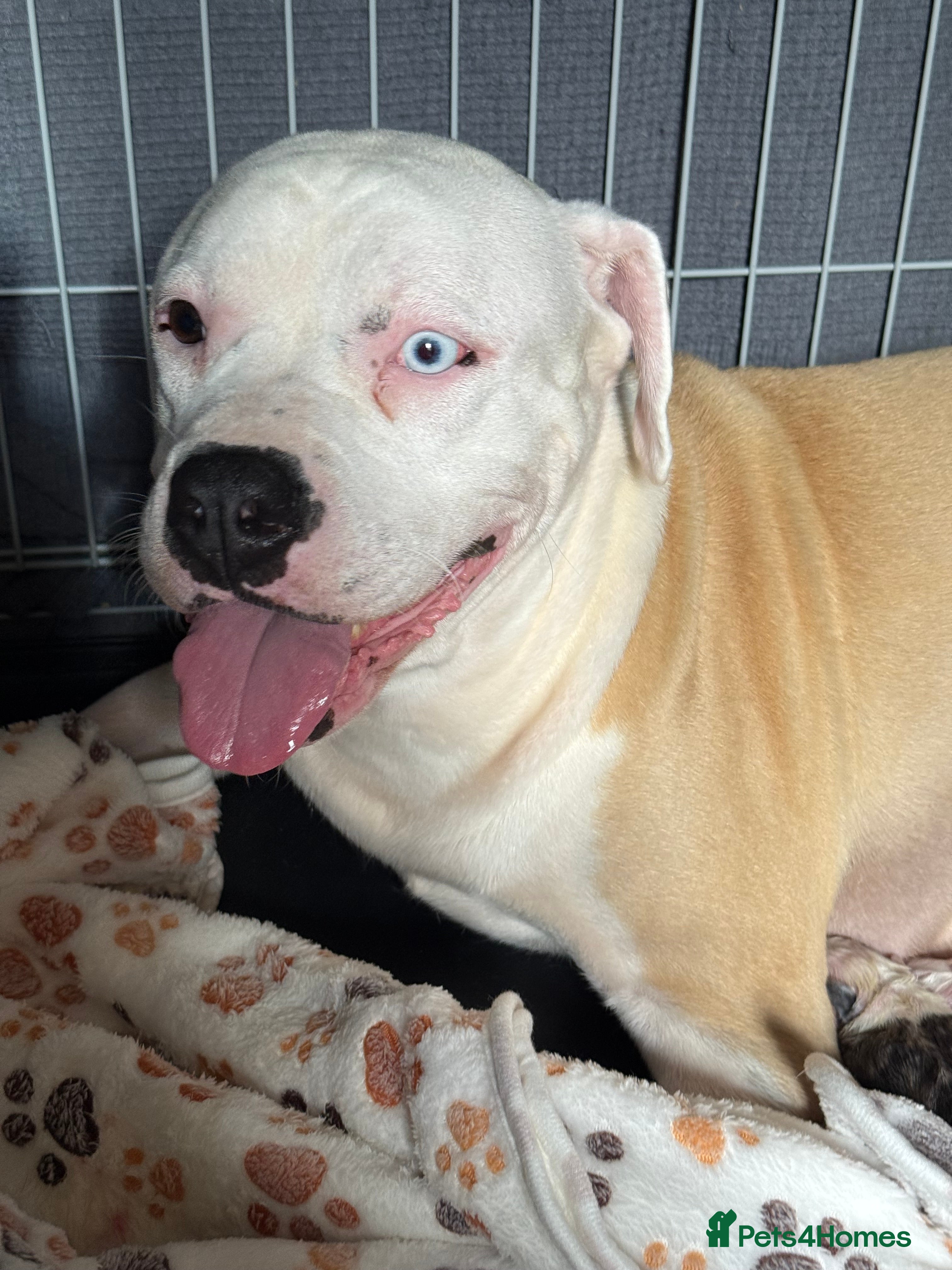 American Bulldog dogs American bulldog puppies - Advert 5