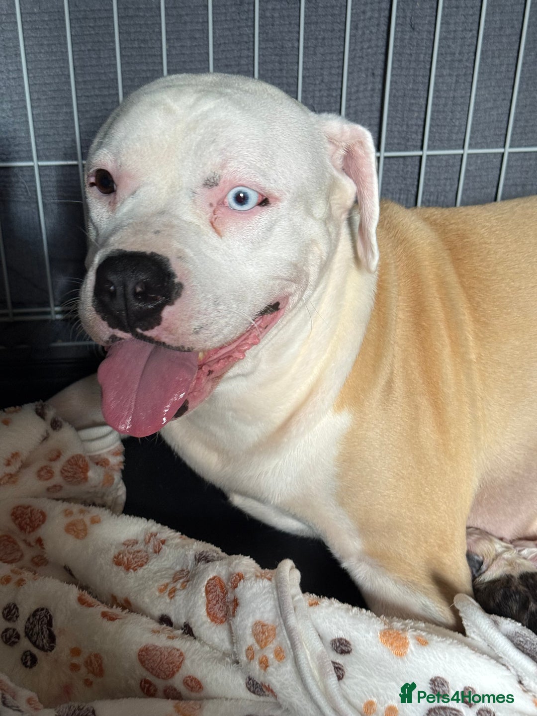 American Bulldog dogs for sale: American bulldog puppies - Advert 1